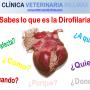 Dirofilaria