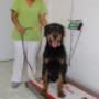 Consulta Canina