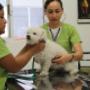 Consulta Canina