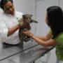 Consulta a especies exóticas