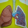 Subido por visitante en 28/05/2017 - sistema respiratorio