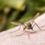 INSECTOS