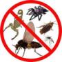 INSECTOS