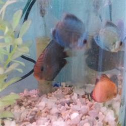 Acuario La Ballena Azul
