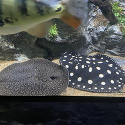 La Casa De Los Peces