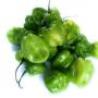Chiles