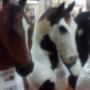 Subido por visitante en 14/05/2016 - Busco una cabeza o dorso de caballo negro y en cuanto la tienes mi nombre es Chuy Romo para información tel 15063759