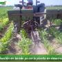 Fertilización en Banda ya con planta en desarrollo