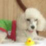Aceptamos Mascotas Casas en Renta Movil 9991261834