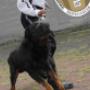 APOYO CANINO