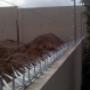 Picos tipo maguey