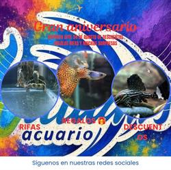 Acuario William's