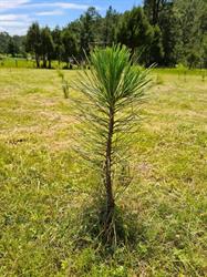 Forestal Alfa, S.a. de C.v