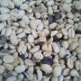 CAFE PERGAMINO