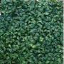 Muros verdes