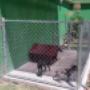Subido por visitante en 23/09/2017 - jaula para perros