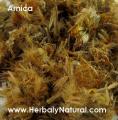 Arnica