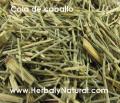 Cola de Caballo
