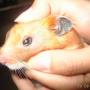 HAMSTER