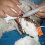 ODONTOLOGIA