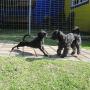 Axel y Rito jugando en el jardín