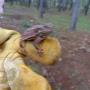 Ahuyentamiento y Rescate de Fauna - Proyecto: Pavi