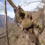 Biznaga creciendo sobre árbol, San Dimas, Dgo.