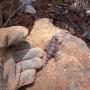 Rescate de Fauna Protegida (Camaleón cornudo)