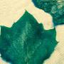 Subido por visitante en 18/09/2015 - Hoja de un arbol grande y con muchos años