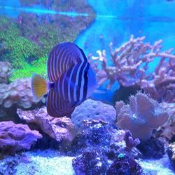 Acuario Aqua Pets