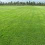 Campo 7