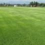 Campo 8
