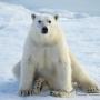 Subido por visitante en 19/11/2015 - oso polar