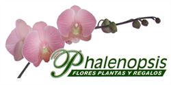Phalenopsis