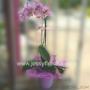 Subido por visitante en 18/09/2018 - florerias en guadalajara, a domicilio, floreria guadalajara, florerias en zapopan, florerias en tonala, florerias en tlaquepaque, florerias en tlajomulco, florerias en Tonala, arreglos florales para funeral, coronas funebres guadalajara, coronas funebres, arreglos florales en guadalajara, envio de flores a domicilio, envio de flores guadalajara, envia flores guadalajara, florerias en tlaquepaque, ramos de flores, ramos de rosas, rosas, ramos para novias, arreglos para eventos, en guadalajara, a domicilio, floreria jessy, jessy floreria, jessy flores, jesi flores, jessi floreria, globos, peluches, guadalajara, jalisco, alcalde, transito, zapopan, tonala, tlaquepaque, tlajomulco, el salto, enviar flores a domicilio guadalajara, enviar globos guadalajara, enviar peluches guadalajara, flores a domicilio, coronas, cubrecajas, enviar flores en guadalajara, floreria en guadalajara, gdl, Contamos también con diseños para ocasiones como: cumpleaños, aniversarios, recién nacido, graduación, baut