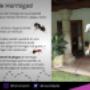 cucarachas