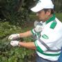 tratamiento de jardin