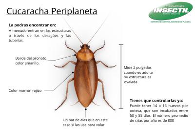 cucaracha-americana
