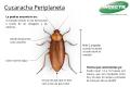 TIPOS DE PLAGAS