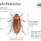 cucaracha-americana