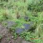 Geocostales