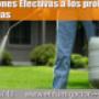 Subido por visitante en 04/03/2017 - Fumigaciones a Exteriores y jardines