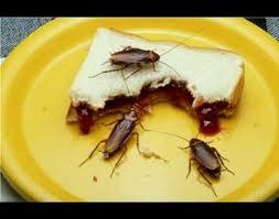 Cucarachas
