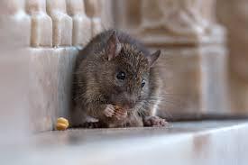 ratas