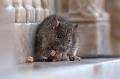 Ratas-Ratones.