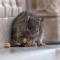 ratas