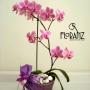 lindas Orquídeas en Maceta