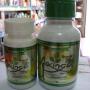 Moringa