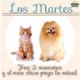 Martes