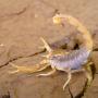 Exterminio de Alacranes